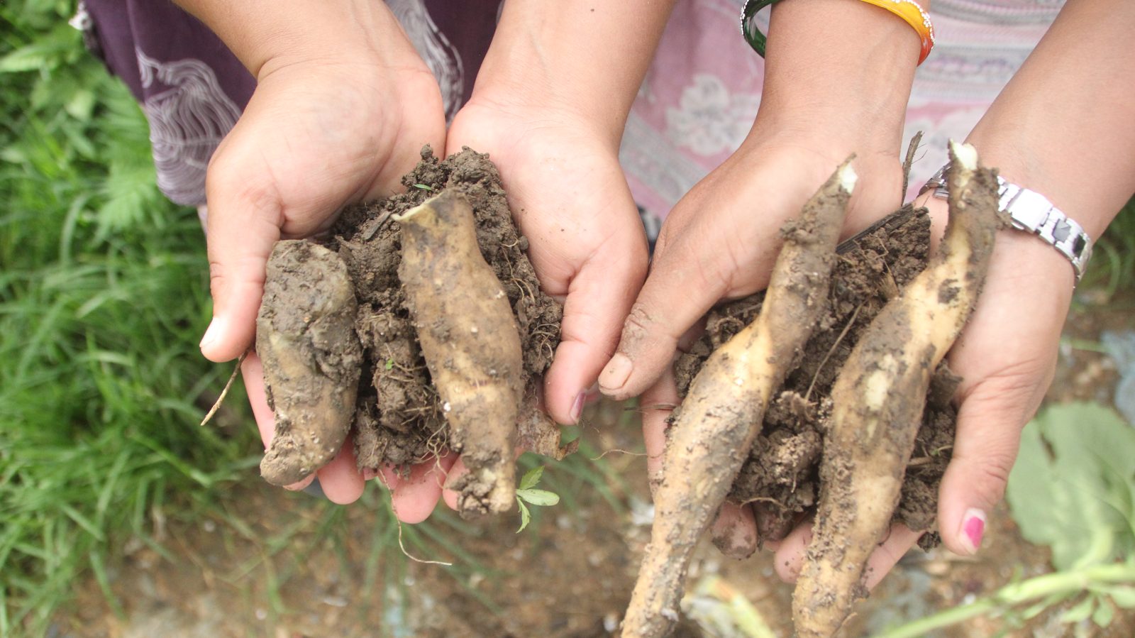 Cupped hands holding freshly dug yacon roots