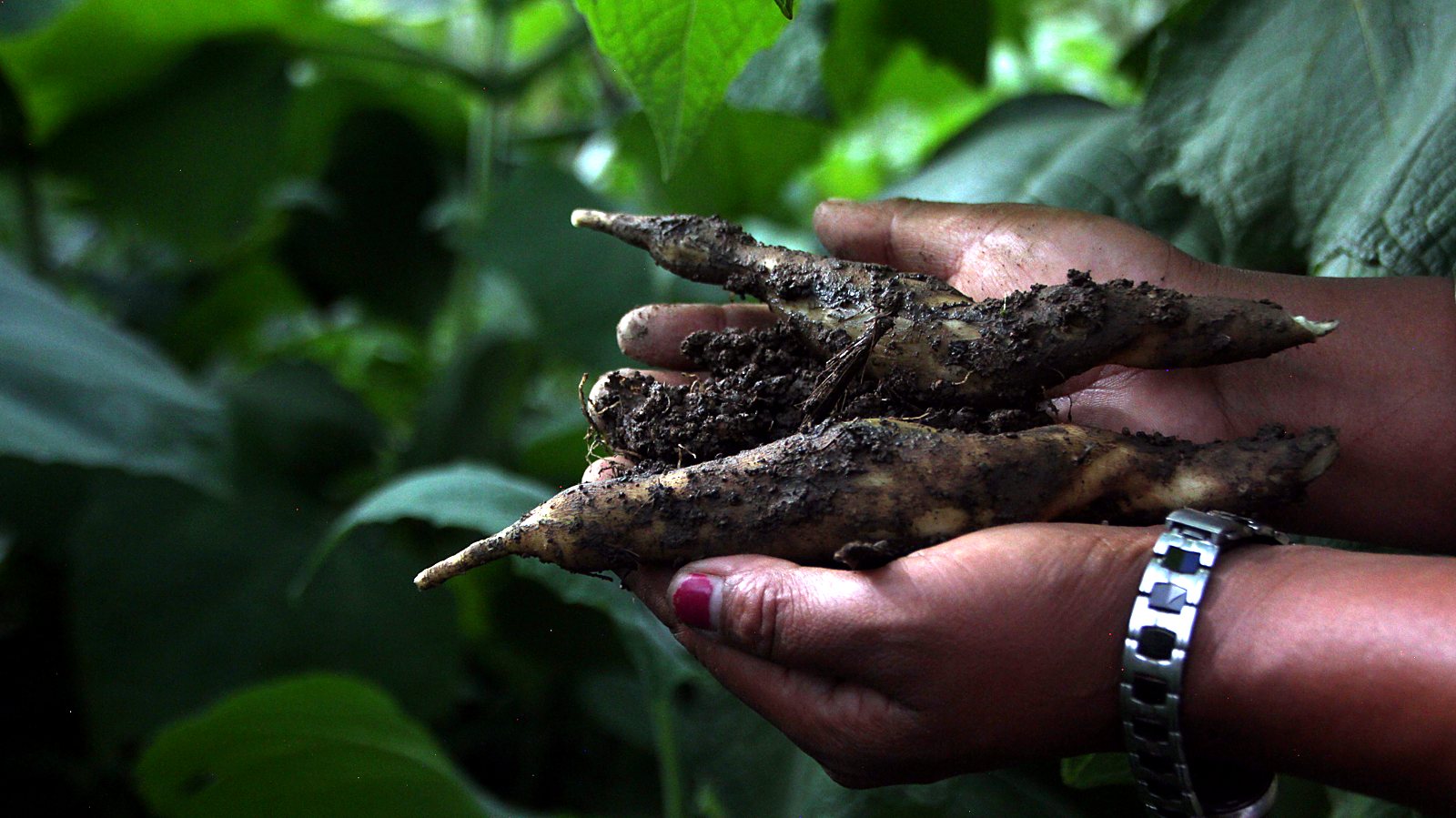 Hands holding freshly dug yacon roots beneath broad leaves